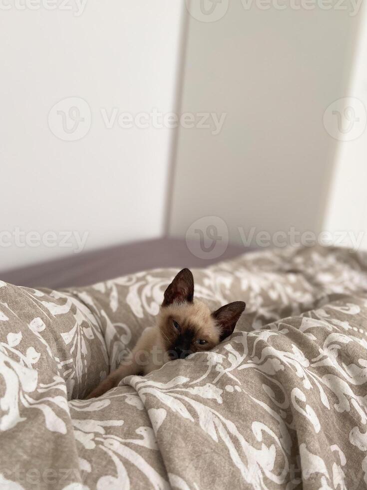 Cozy siamese kitten nestles into soft beige bedding on a neatly made bed. Pillows and blankets provide a serene and tranquil atmosphere perfect for a peaceful sleep. Pet care and domestic cat concept photo