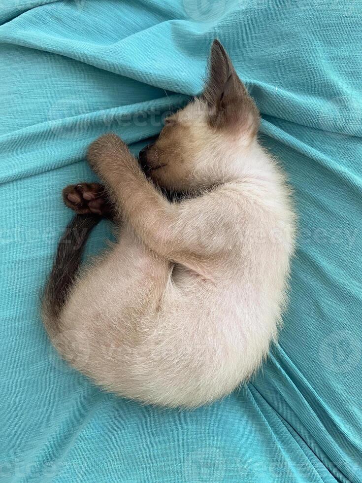 A small Siamese kitten sleeps on a blue plaid. photo