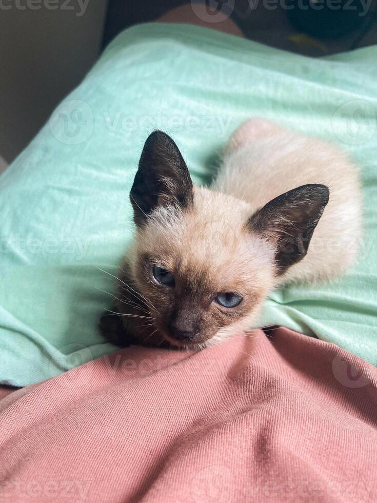 Cute kitten siamese cat at home. Pet concept photo