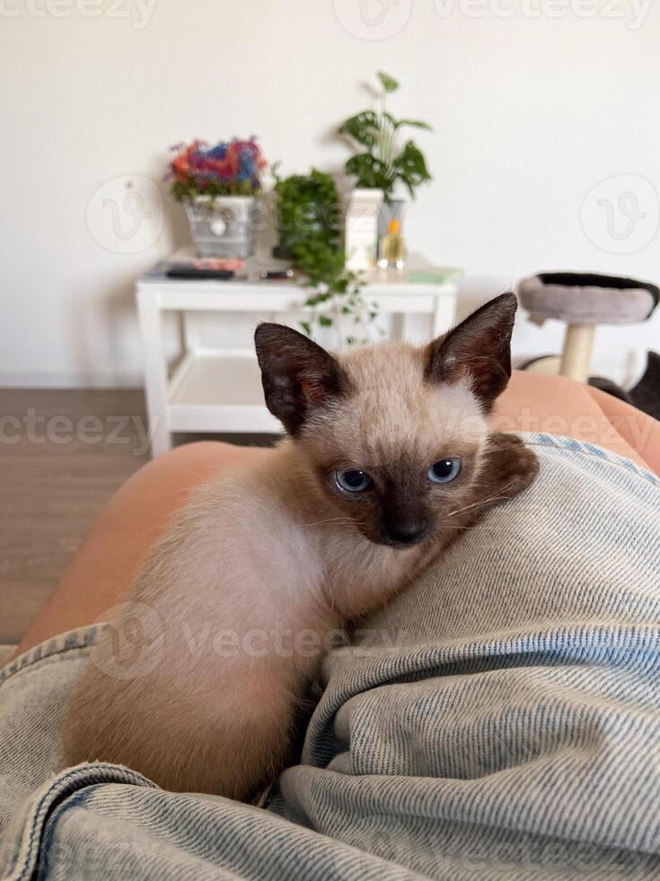 Cute kitten siamese cat at home. Pet concept photo