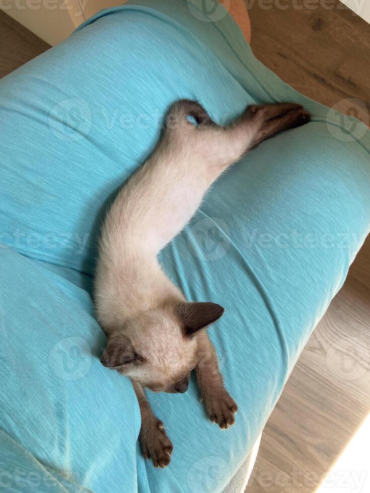 A small Siamese kitten sleeps on a blue plaid. photo