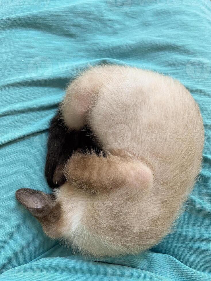 A small Siamese kitten sleeps on a blue plaid. photo