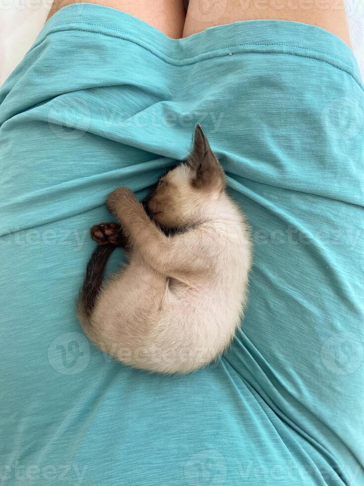 A small Siamese kitten sleeps on a blue plaid. photo