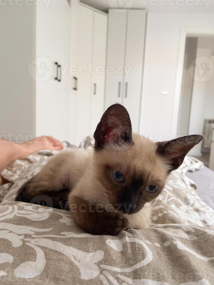 Cozy siamese kitten nestles into soft beige bedding on a neatly made bed. Pillows and blankets provide a serene and tranquil atmosphere perfect for a peaceful sleep. Pet care and domestic cat concept photo