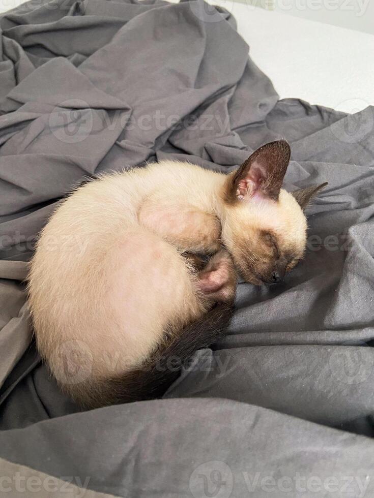 A small Siamese kitten sleeps in knitted balls of skeins of threads on a blue plaid. High quality photo