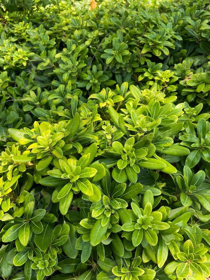 Lush green foliage basking in natural sunlight, vibrant vitality of nature greenery. Arrangement of glossy leaves, symbolizing growth and freshness photo