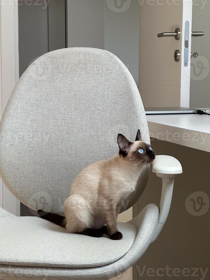 Curious funny siamese kitten at home, close-up portrait. Domestic cat. Pet and relaxation, comfort and cozy concept photo