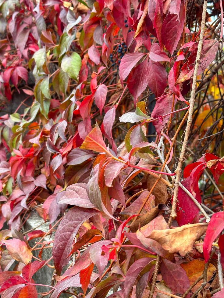Autumn leaves in vibrant red and green colors, clinging to a wall, depicting the stunning transition of seasons. Nature vivid display of fall foliage photo