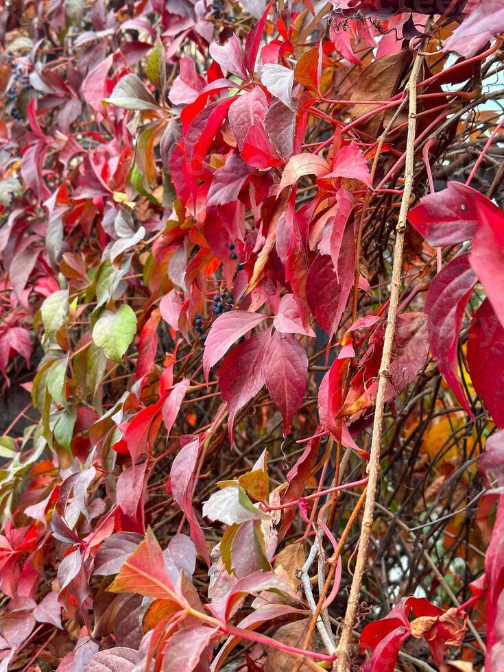 Autumn leaves in vibrant red and green colors, clinging to a wall, depicting the stunning transition of seasons. Nature vivid display of fall foliage photo