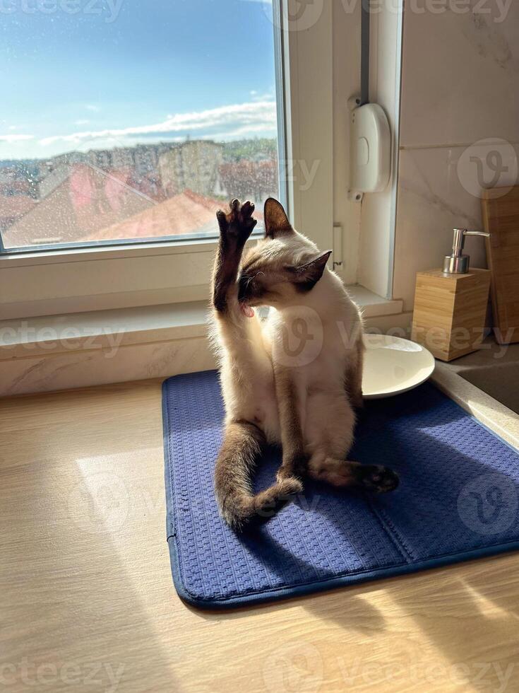 Cute kitten siamese cat at home. Pet concept photo