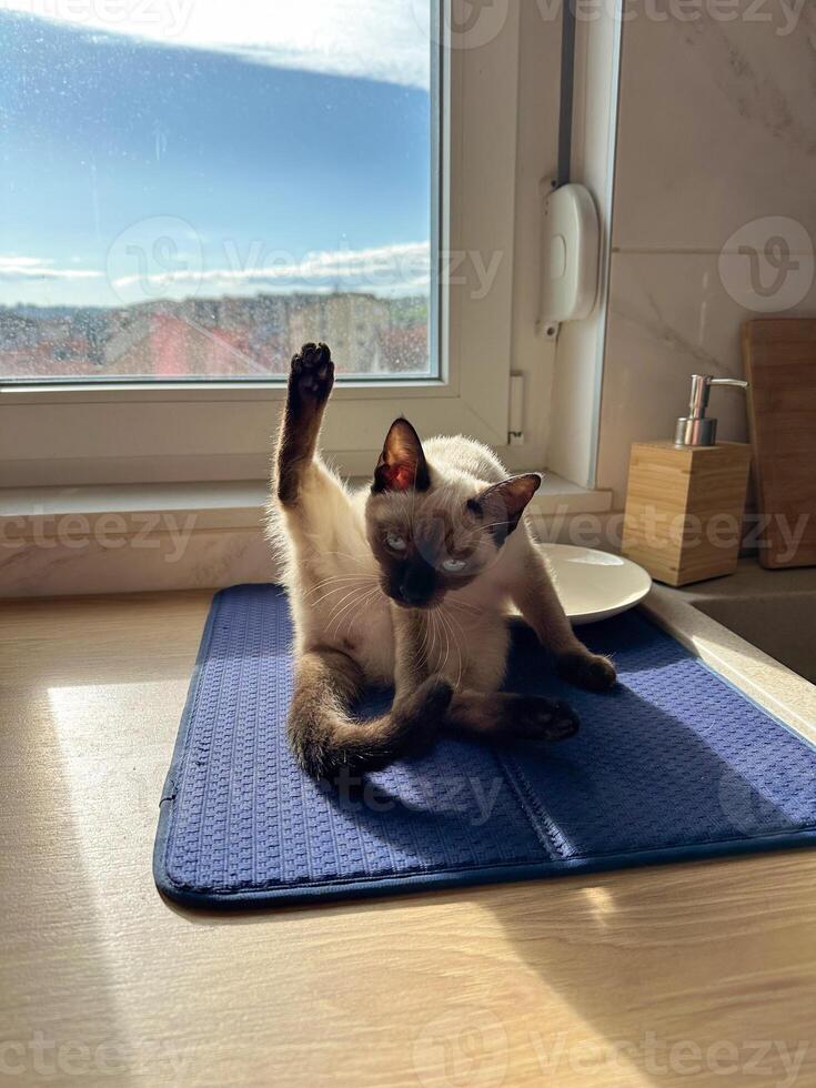 Cute kitten siamese cat at home. Pet concept photo