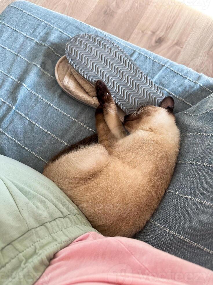 Cute kitten siamese cat at home. Pet concept photo