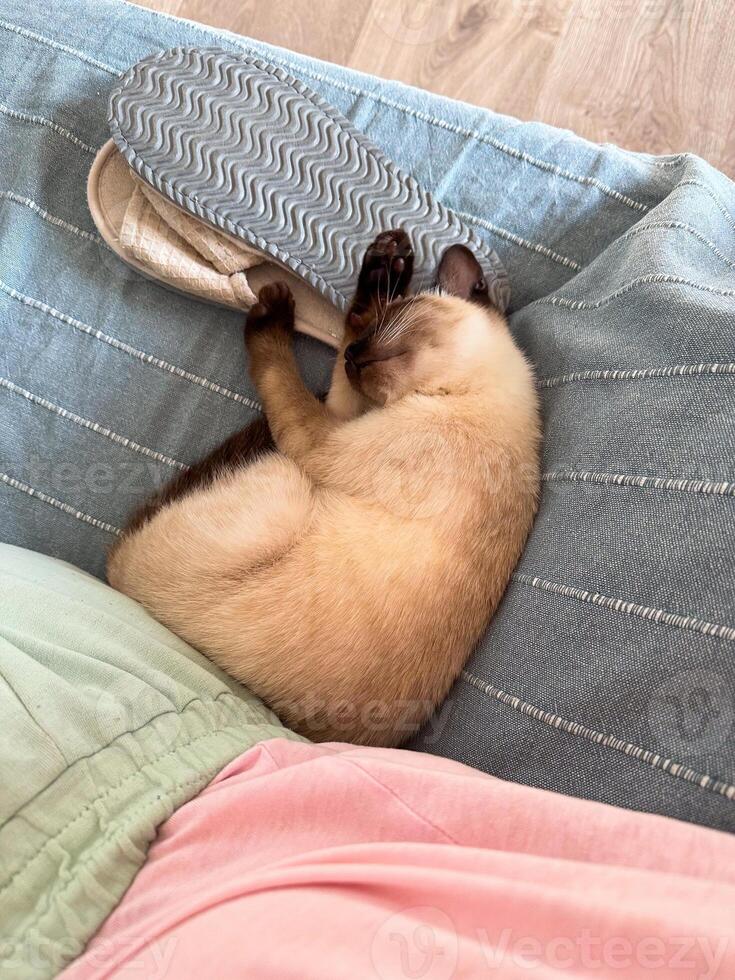 A small Siamese kitten sleeps in knitted balls of skeins of threads on a blue plaid. High quality photo