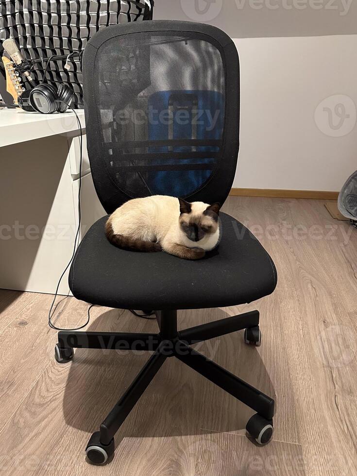 Graceful siamese cat relaxing on a chair. Tranquility of a pet's leisure time in warmth of a peaceful home setting. Purebred cat concept photo