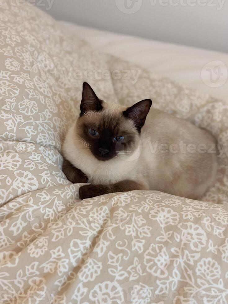 Curious funny siamese cat at home, close-up portrait. Pet and relaxation, comfort and cozy concept photo