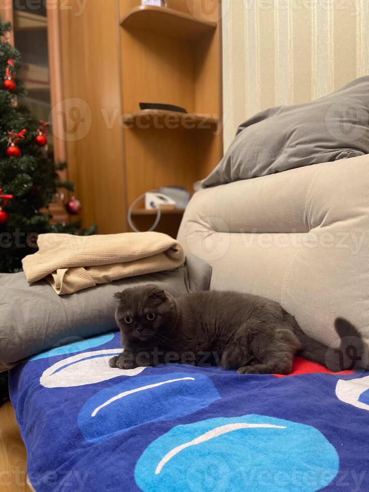 Lazy fat Grey cat Scottish fold on sofa at home, relaxed pet photo
