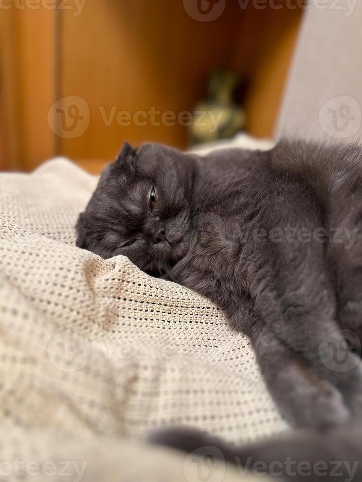Lazy fat Grey cat Scottish fold on sofa at home, relaxed pet photo