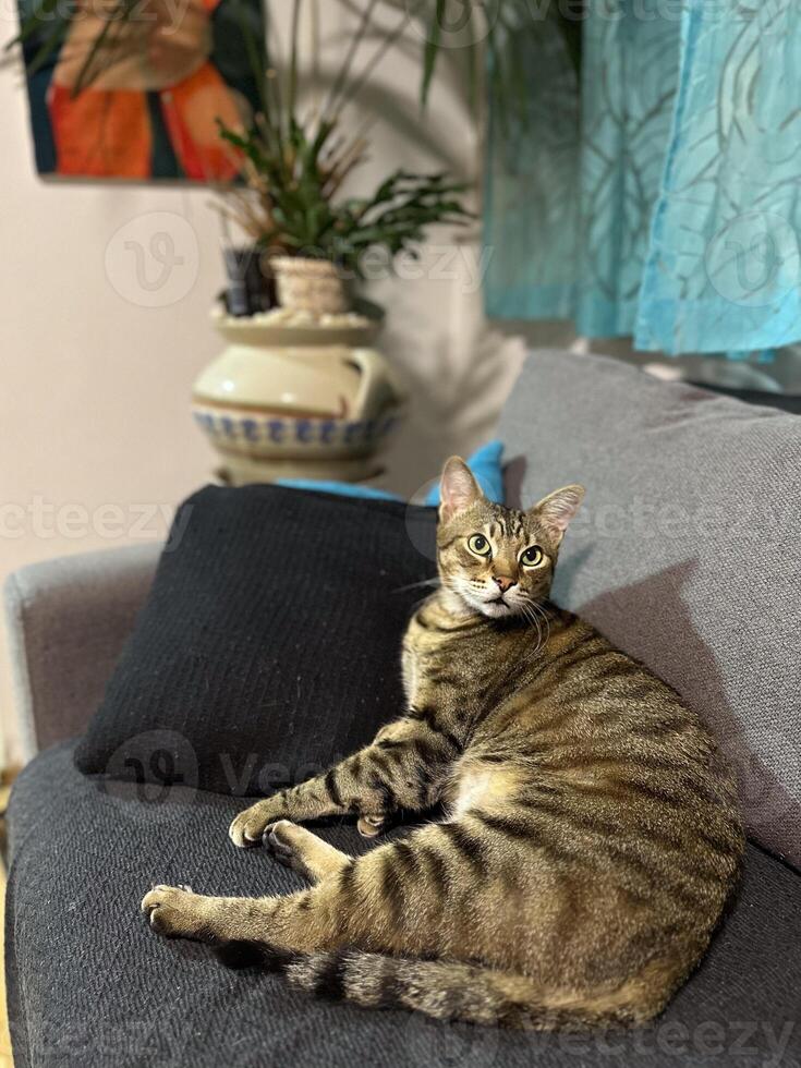 Curious tabby cat comfortably perched on a sofa, gazing intently into the camera with a vibrant blue curtain in the background. Feline's natural inquisitiveness and the warmth of its cozy environment photo