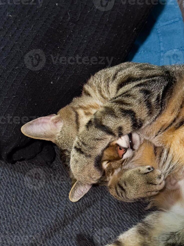 Tabby cat covering its face with paws while comfortably napping on a dark and blue fabric. Adorable pose perfectly captures the essence of tranquility and feline relaxation. photo