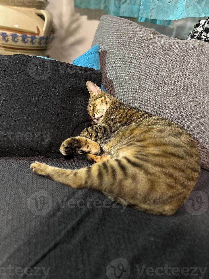 Peacefully sleeping tabby cat with closed eyes. Warm cozy atmosphere, cat tranquility and contentment photo