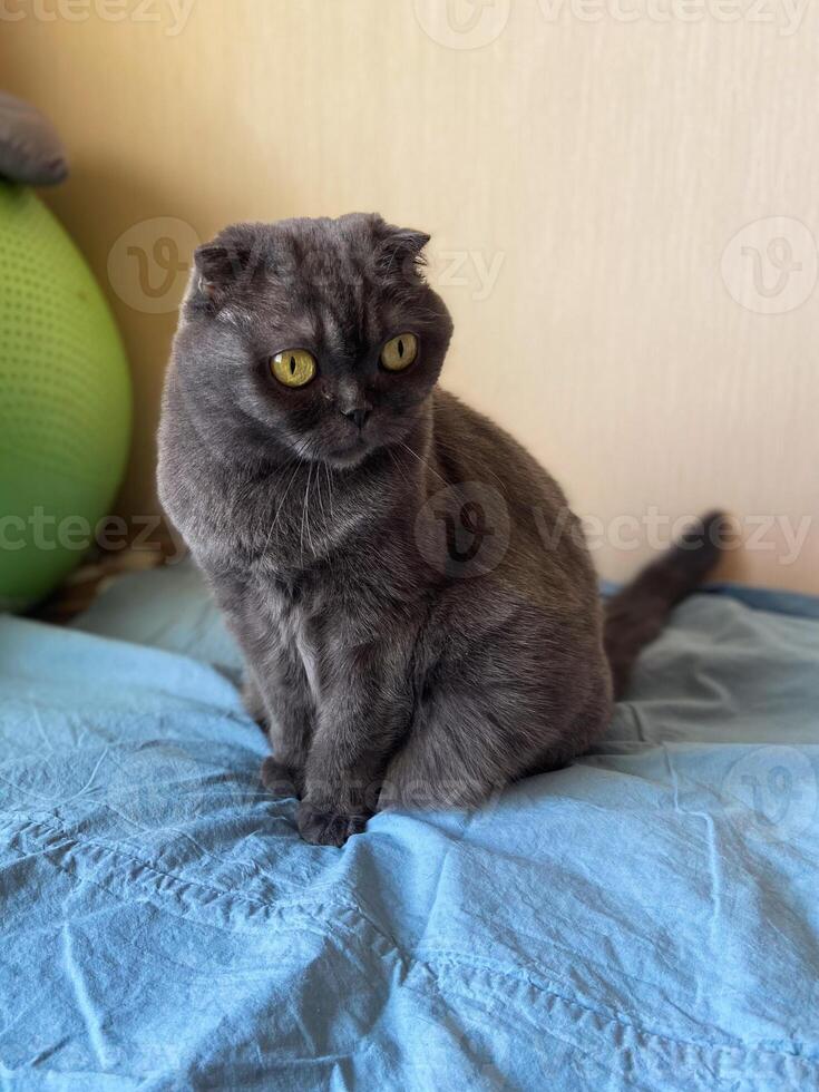 A Scottish Fold cat with distinctive folded ears and striking amber eyes sitting indoors. Purebred pet photo
