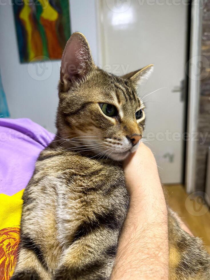 Tabby cat being gently cradled by a persons arm, radiating a sense of security and affection within a cozy indoor setting. Cat s attentive gaze and relaxed posture reflect the close bond photo