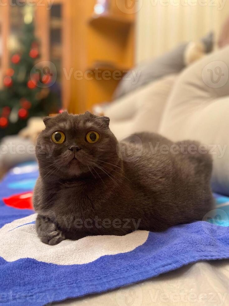 Lazy fat Grey cat Scottish fold on sofa at home, relaxed pet photo