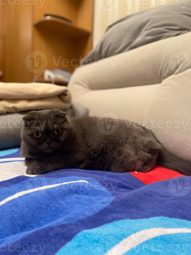 Lazy fat Grey cat Scottish fold on sofa at home, relaxed pet photo