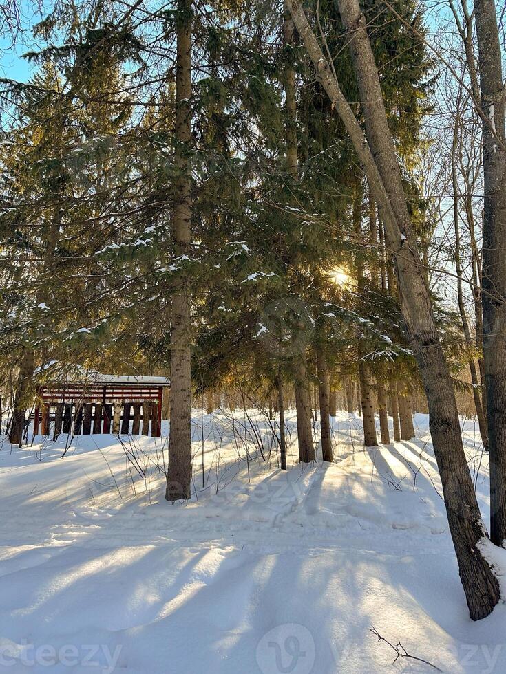 Snow covered park road with snow covered bare trees, after a snowfall. Winter in urban city parkland. Winter season and north cold country concept photo