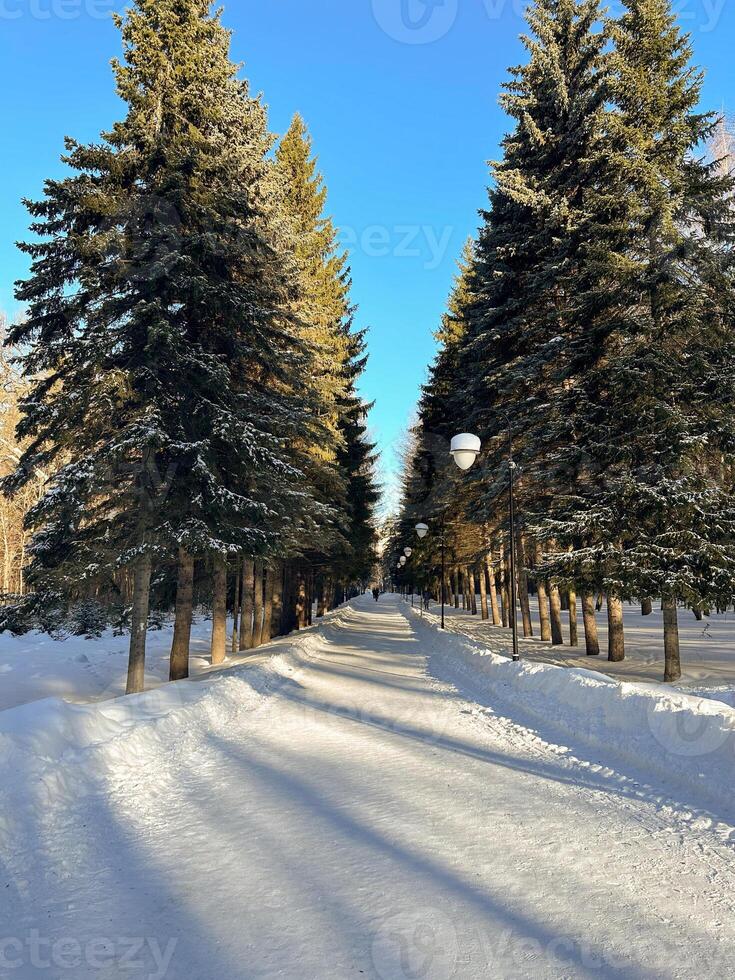Snow covered park road with snow covered bare trees, after a snowfall. Winter in urban city parkland. Winter season and north cold country concept photo