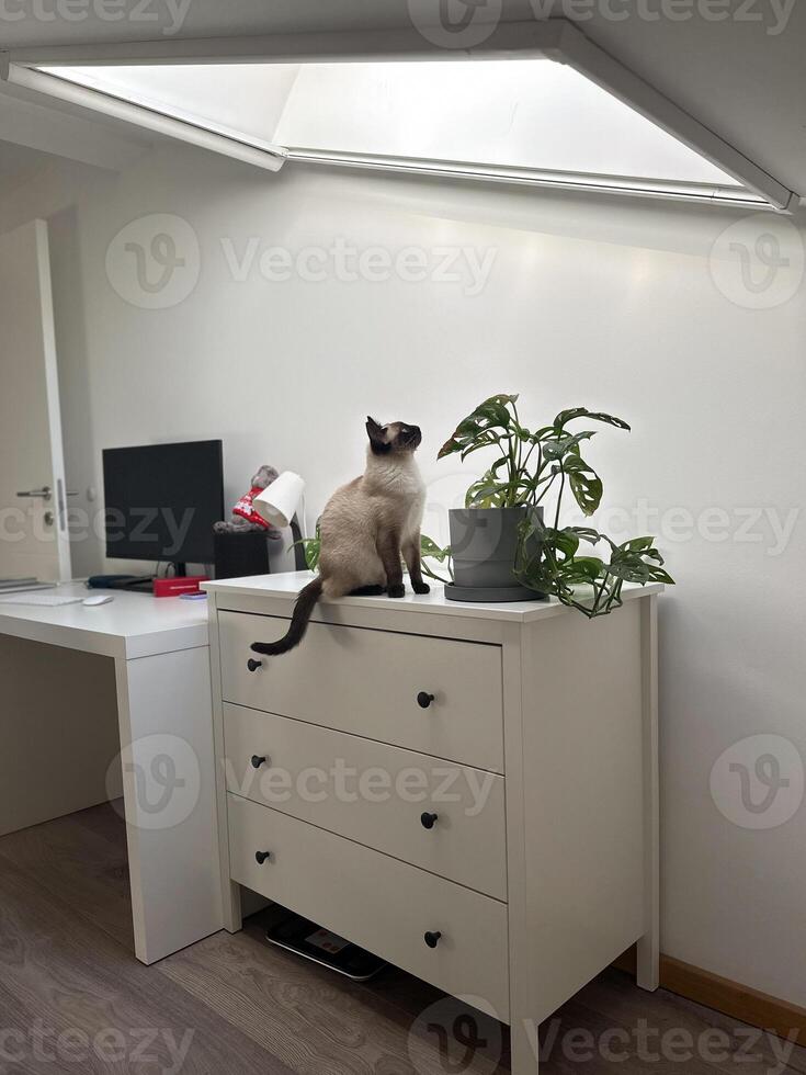 Curious funny siamese cat at home, close-up portrait. Pet and relaxation, comfort and cozy concept photo