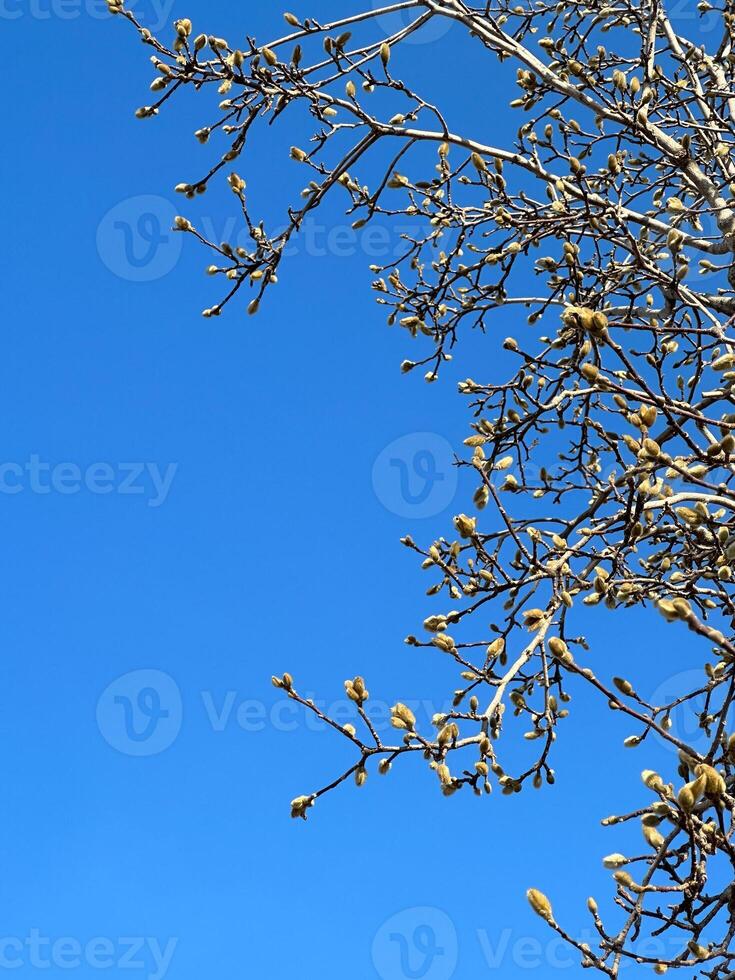 Budding branches reach towards the vibrant blue sky, heralding the arrival of spring. the crisp, cloudless backdrop emphasizes the promise of new beginnings and growth. Spring time photo