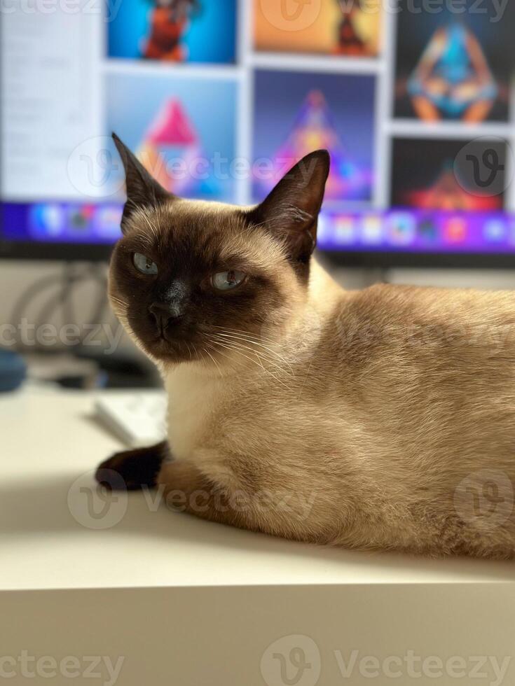 Curious funny siamese cat at home. Pet and relaxation, comfort and cozy concept photo