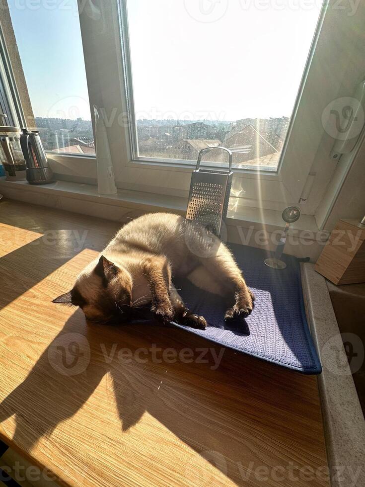 Playful siamese cat lying on a wooden table, capturing a moment of relaxation and charm. this photograph perfectly illustrates the essence of domestic bliss and pet companionship photo
