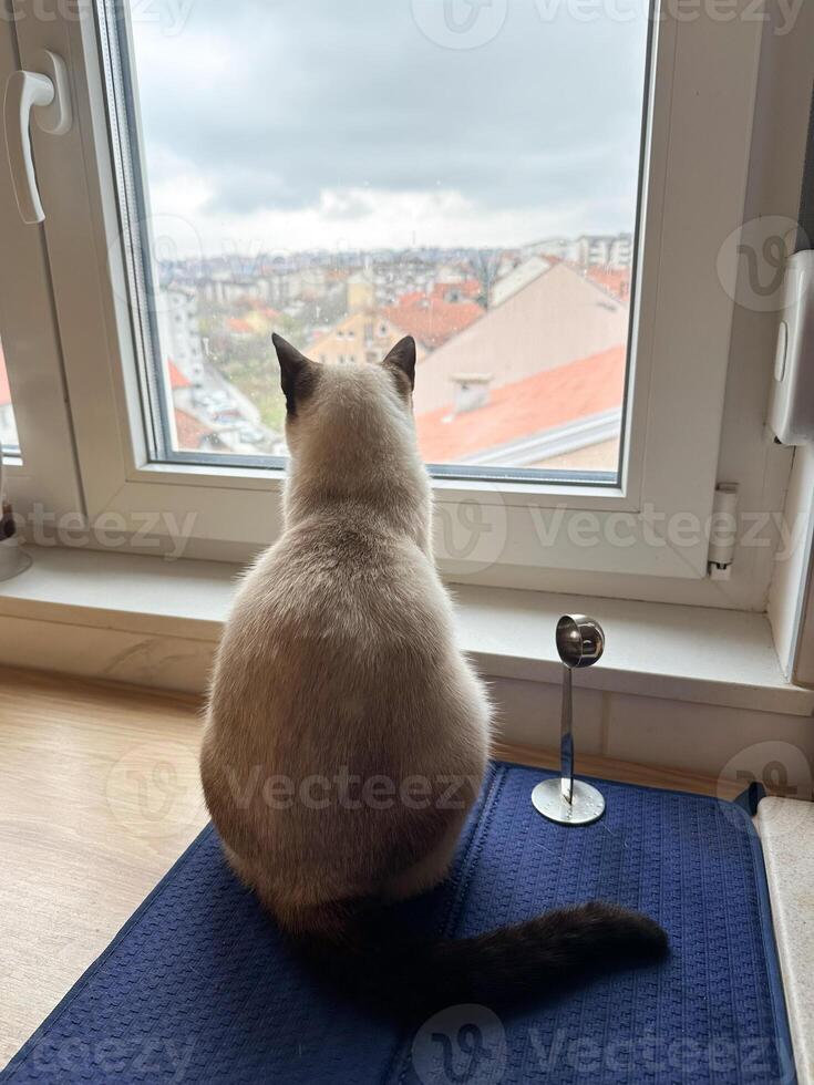Siamese cat sits on a windowsill, gazing out at cityscape beyond the glass. Scene captures a moment of quiet contemplation as the feline observes world outside. photo