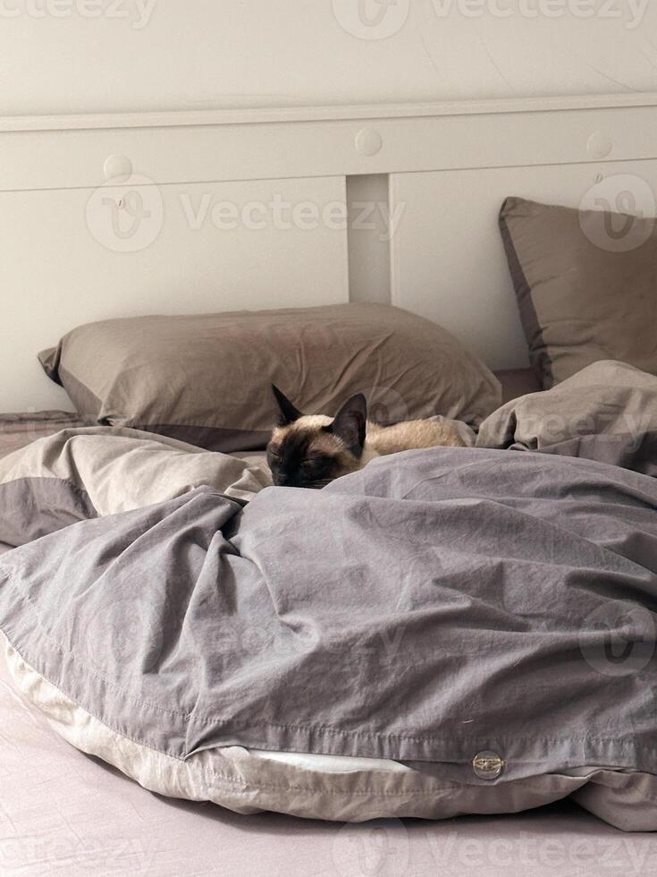 Cozy siamese cat nestles into soft gray bedding on a neatly made bed. Pillows and blankets provide a serene and tranquil atmosphere perfect for a peaceful sleep. Pet care and domestic cat concept photo