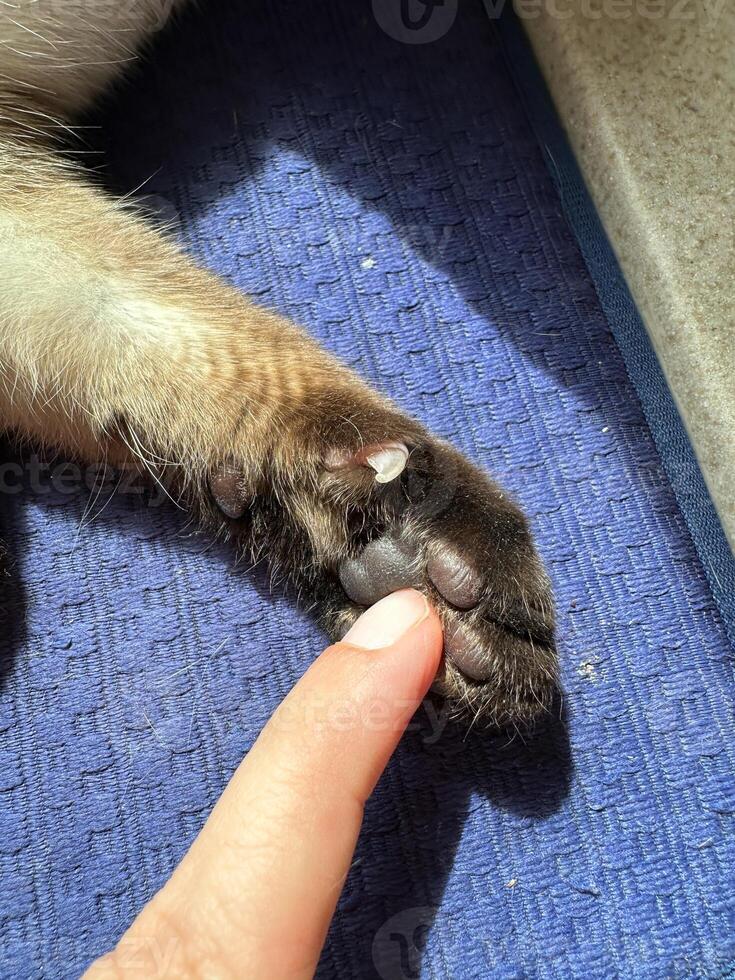 Close-up of a cat's paw resting on a textured blue mat in bright sunlight. the small details in the fur and surroundings capture the serene moment perfectly. photo