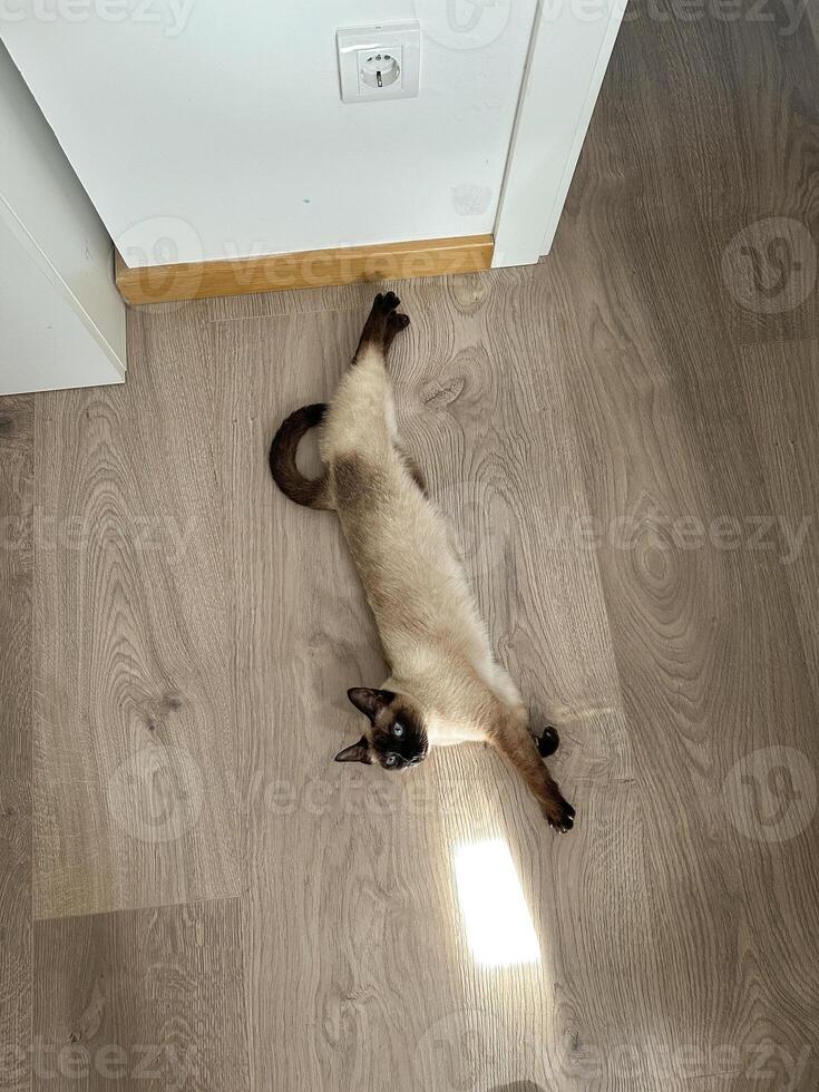 Siamese cat stretches leisurely on a wooden floor, soaking up a patch of sunlight coming through a window. its relaxed posture and serene expression capture a moment of calm and contentmen photo