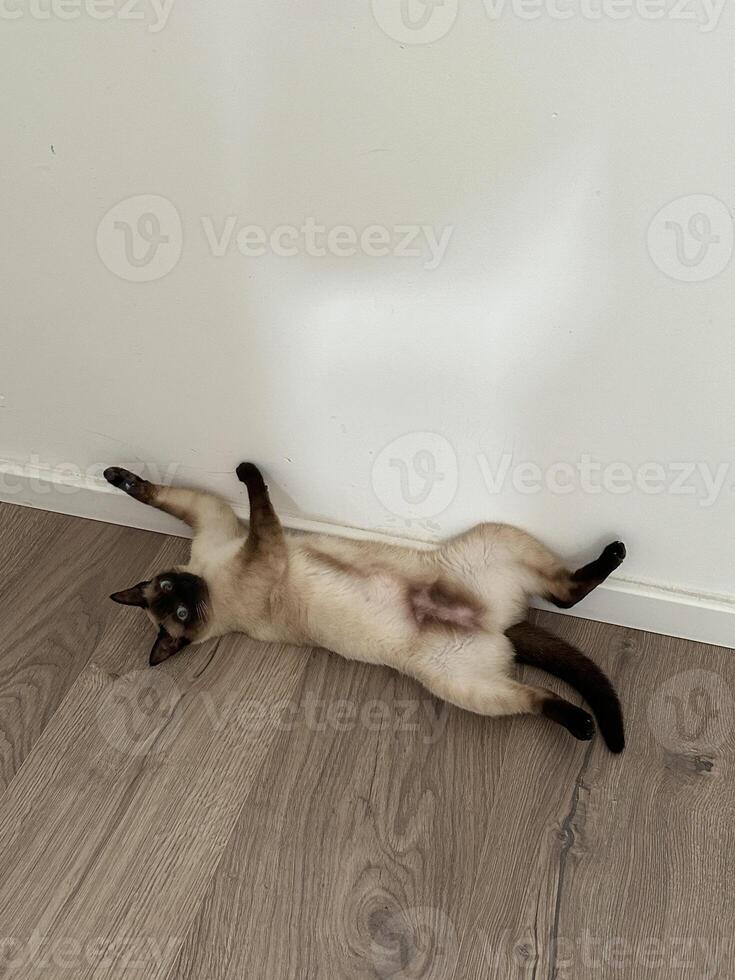 Relaxed Siamese cat lying on its back on a wooden floor against a white wall. Playful pose and serene environment capture a moment of pure feline comfort and tranquility photo