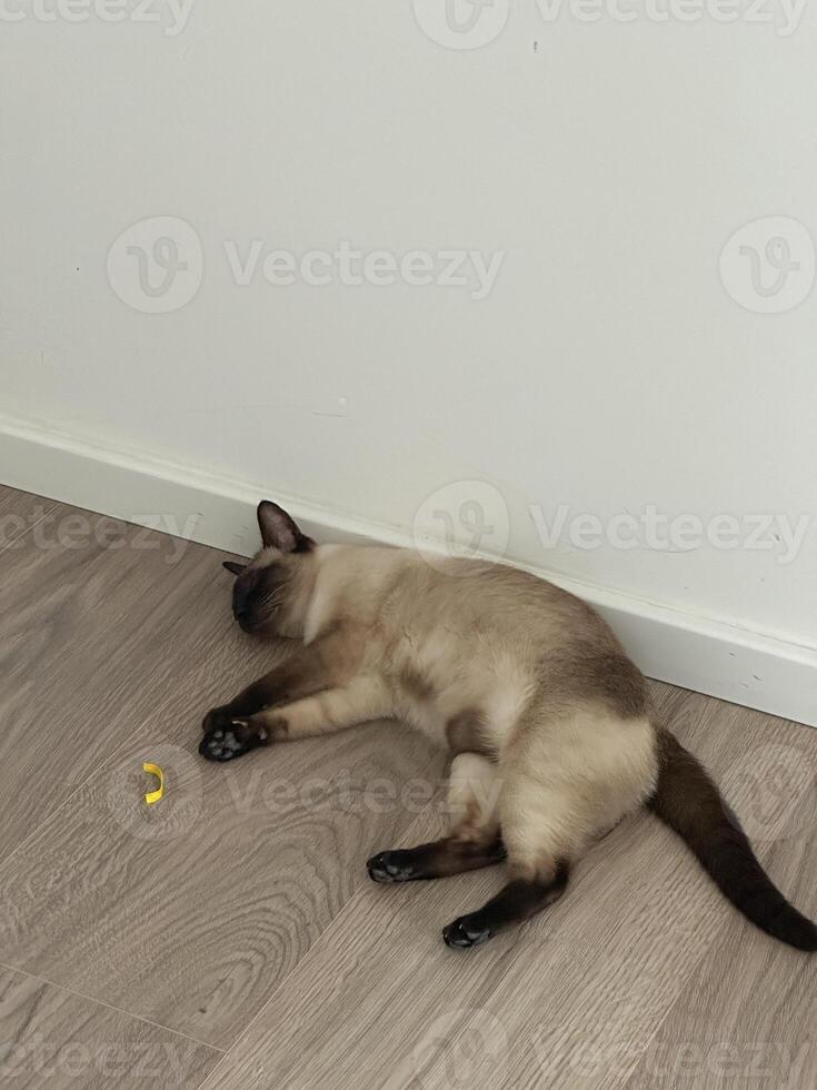 Relaxed Siamese cat lying on its back on a wooden floor against a white wall. Playful pose and serene environment capture a moment of pure feline comfort and tranquility photo