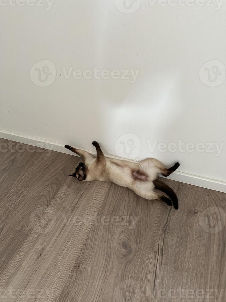 Relaxed Siamese cat lying on its back on a wooden floor against a white wall. Playful pose and serene environment capture a moment of pure feline comfort and tranquility photo
