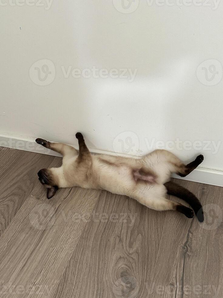 Relaxed Siamese cat lying on its back on a wooden floor against a white wall. Playful pose and serene environment capture a moment of pure feline comfort and tranquility photo