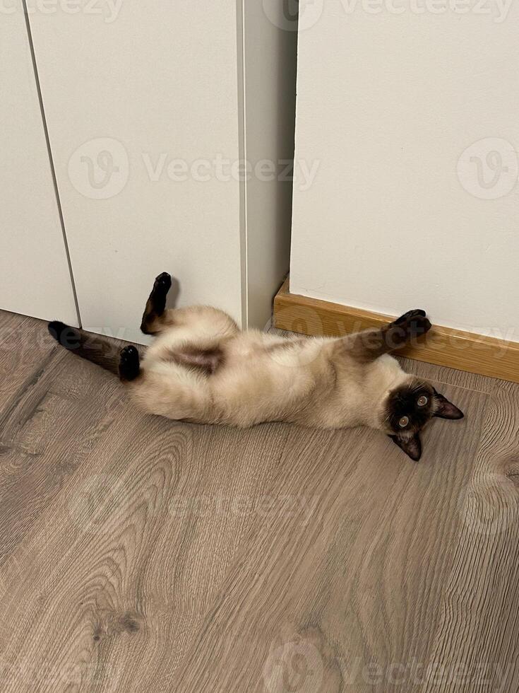 Relaxed Siamese cat lying on its back on a wooden floor against a white wall. Playful pose and serene environment capture a moment of pure feline comfort and tranquility photo