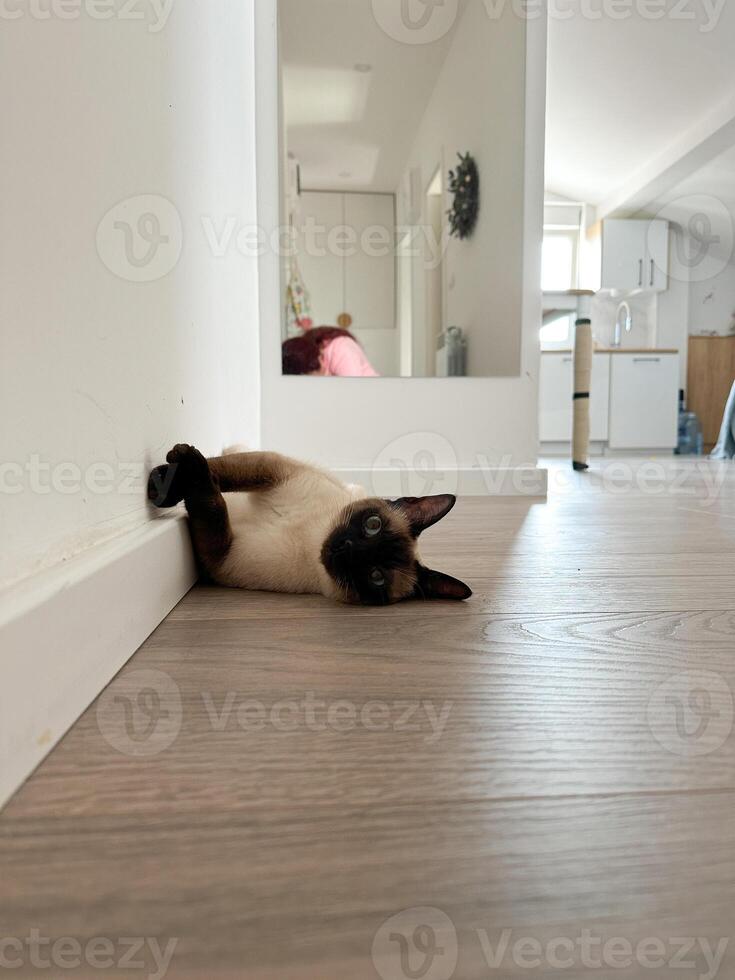Relaxed Siamese cat lying on its back on a wooden floor against a white wall. Playful pose and serene environment capture a moment of pure feline comfort and tranquility photo