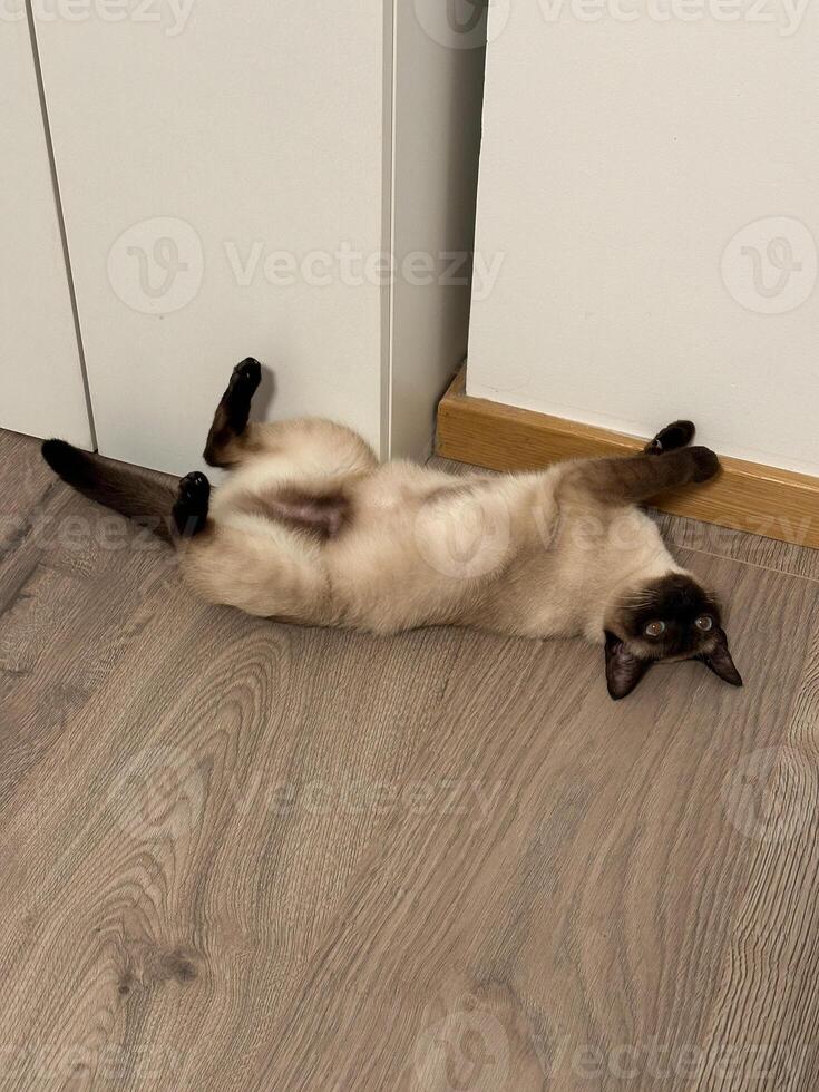 Relaxed Siamese cat lying on its back on a wooden floor against a white wall. Playful pose and serene environment capture a moment of pure feline comfort and tranquility photo