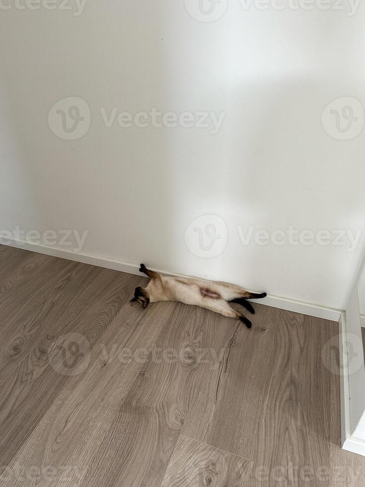 Relaxed Siamese cat lying on its back on a wooden floor against a white wall. Playful pose and serene environment capture a moment of pure feline comfort and tranquility photo