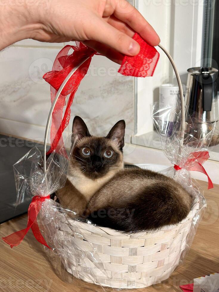 Curious siamese cat sits comfortably inside a decorative white basket, adorned with a large red ribbon, and gazes upward with interest. Purebred pet concept photo