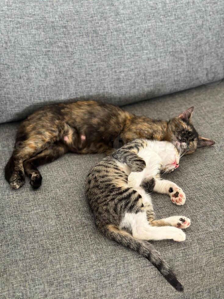 Mom cat sleeping near her kitten on couch. Pet concept. Top view photo