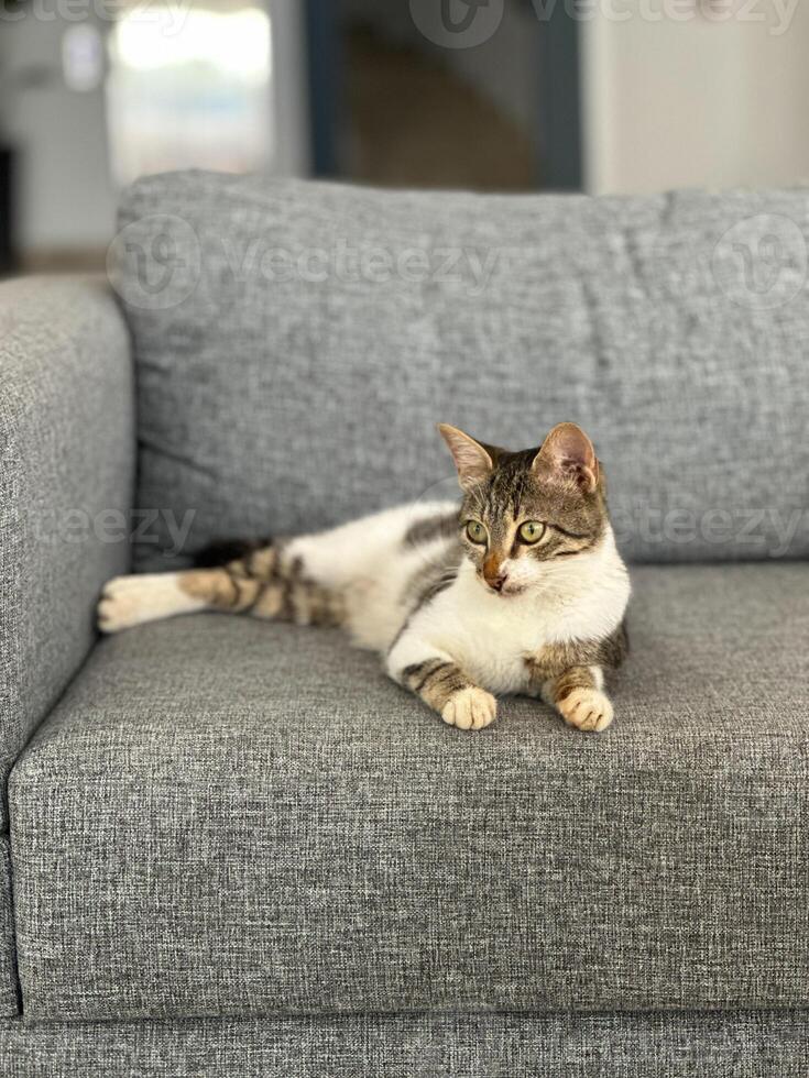 Relaxed cat lounges gracefully on a comfortable gray sofa, calm and contentment. Minimalist interior and cozy atmosphere of the indoor space. Pet and couch potato concept photo