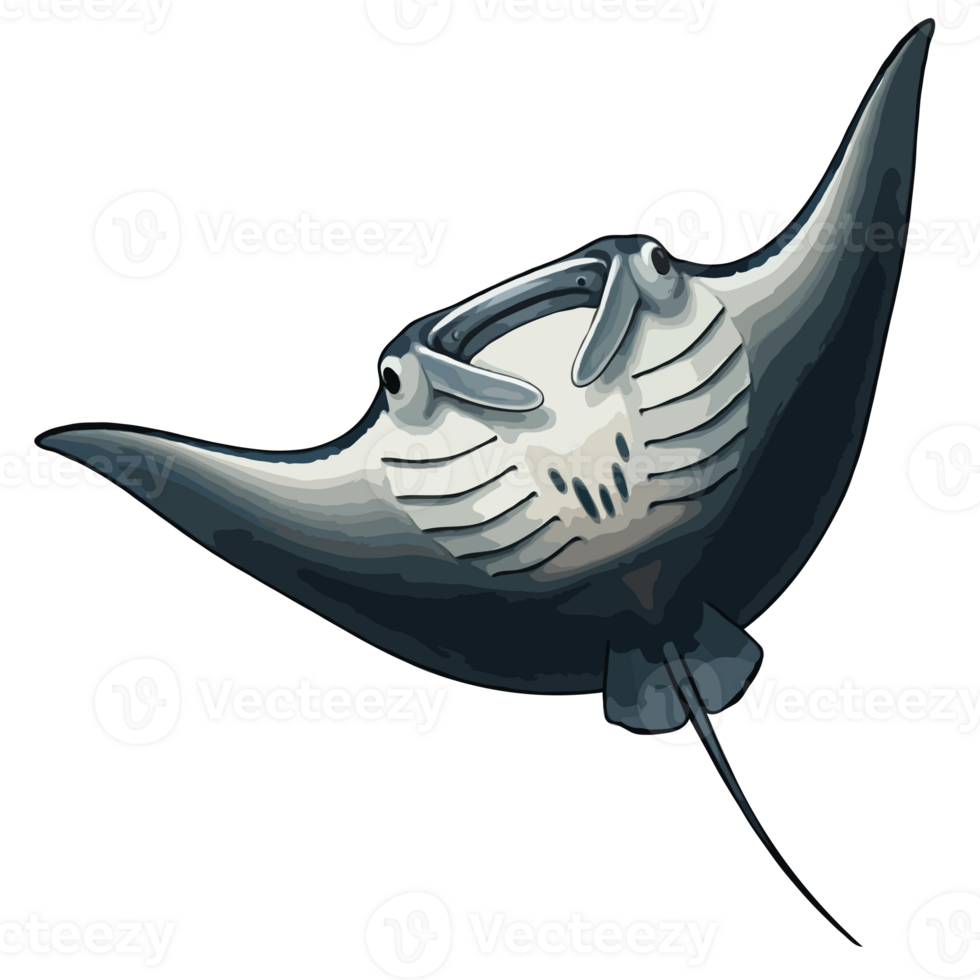 Manta Ray Illustration png